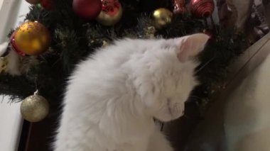 Tek gözlü kedi ağacın önünde