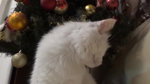 Odd-eyed cat in front of the tree — Stock Video