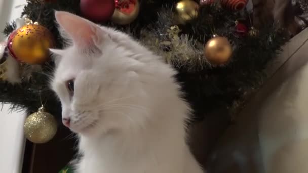 Die Katze gähnt in der Nähe des Weihnachtsbaums — Stockvideo