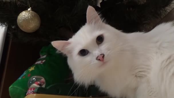 Странноглазый кот под деревом — стоковое видео