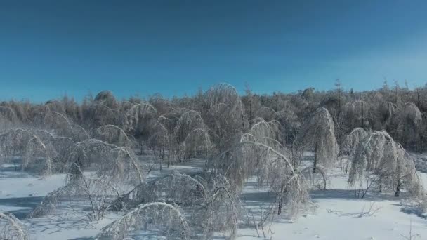 Trees under the weight of ice — Stock Video