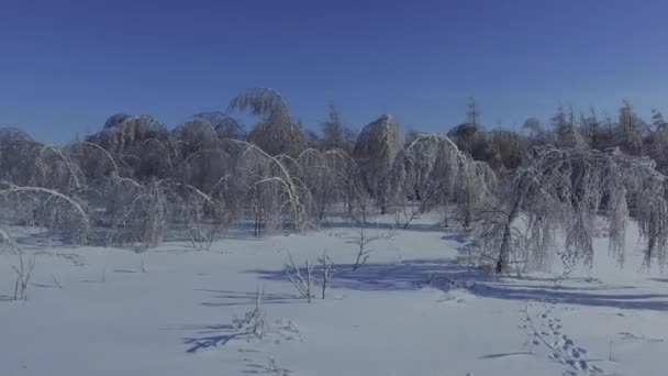 De takken van berkenbomen in de sneeuw — Stockvideo