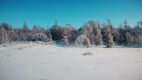 Fenyők és nyírfák a hóban — Stock videók