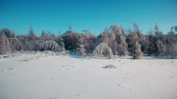 Granar och björkar i snön — Stockvideo