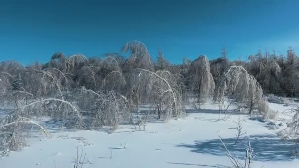 Birch branches in the ice — Stock Video
