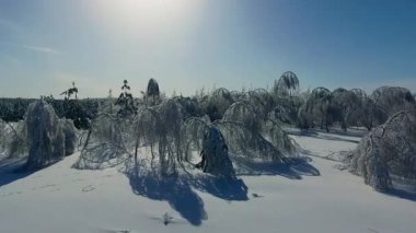 Buzlu dalları eğildi
