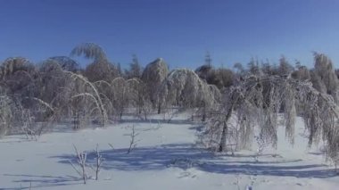 Buzun altında beyaz ağaç