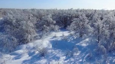 Karlı ormandaki ağaçlar buz