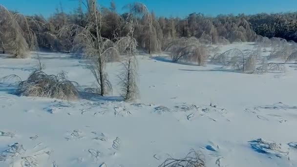 冰壳覆盖的树木 — 图库视频影像