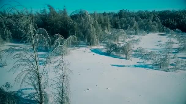 Branches de glace de bouleaux — Video