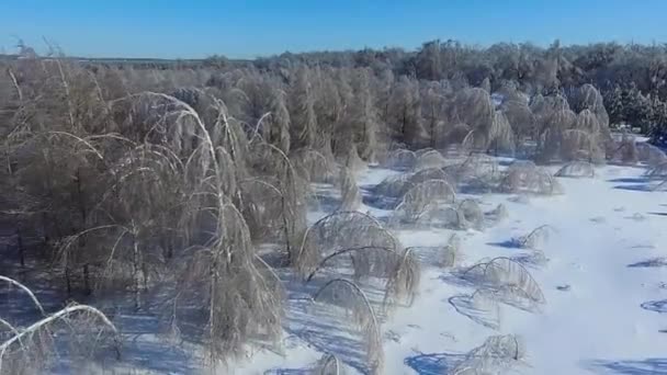 Over the fallen trees in winter — Stock Video