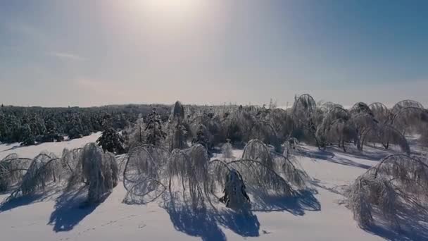 I rami degli alberi brillano dal ghiaccio — Video Stock