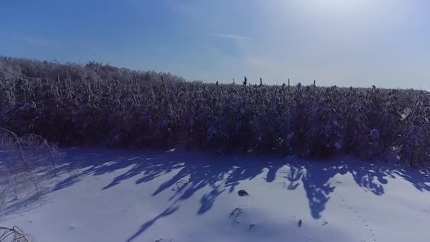 Het bos is bedekt met ijs — Stockvideo