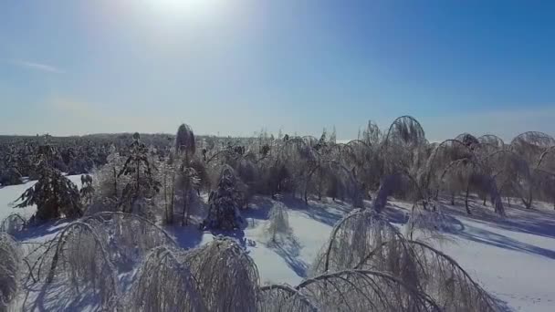 氷の白樺と松の木 — ストック動画