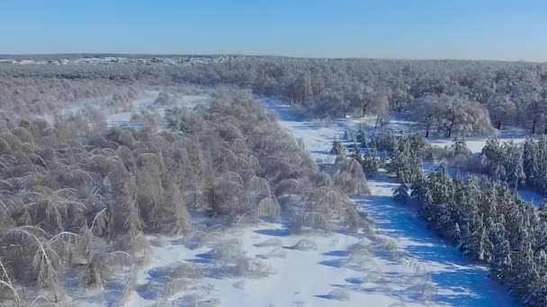 Fallna björkskogen i isen — Stockvideo