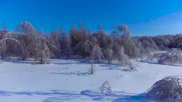 Björk böjda grenar till marken — Stockvideo