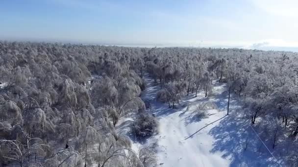Besneeuwde bos van een hoogte — Stockvideo