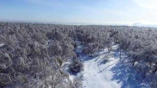 Forêt enneigée d'une hauteur — Video