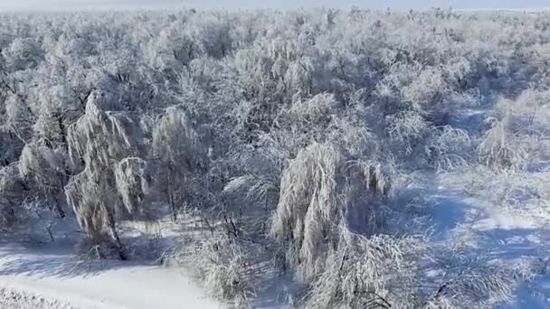 雪に覆われた森の上 — ストック動画