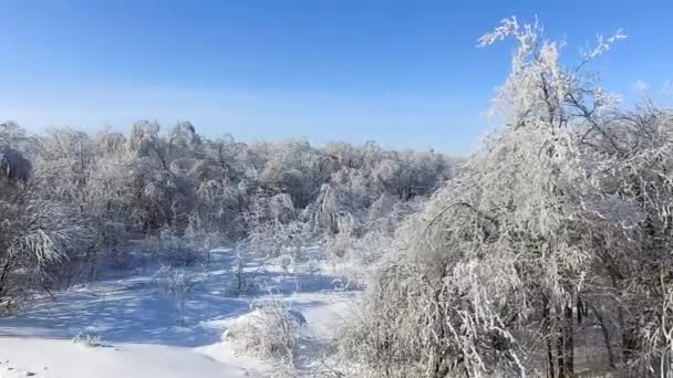 Alberi di ghiaccio nella foresta — Video Stock