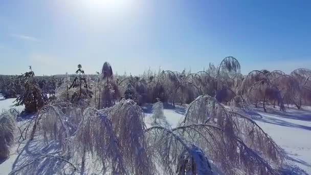 La foresta di ghiaccio e il sole — Video Stock