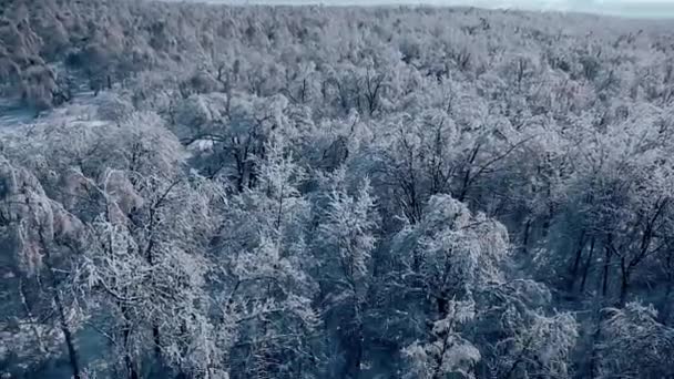 Над снежным лесом — стоковое видео