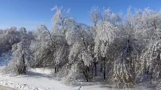 Árboles cubiertos de nieve — Vídeo de stock