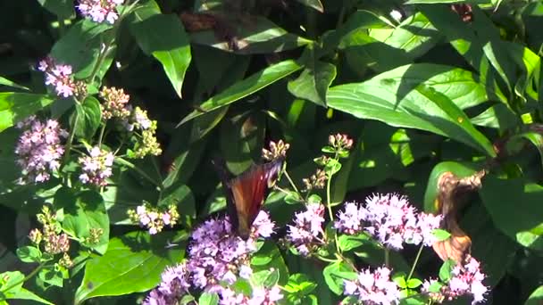 Mariposa que recoge el polen de la flor — Vídeo de stock