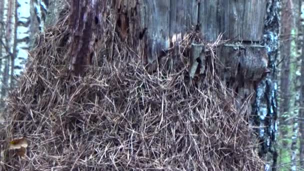 Fourmilière sur l'arbre pourri 