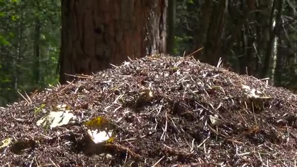 Les fourmis dans la fourmilière — Video