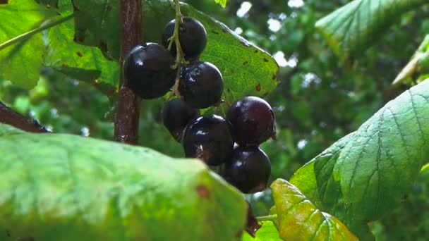 Schwarze Johannisbeere wächst im Garten — Stockvideo