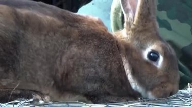 Kahverengi tavşan kafeste oturan