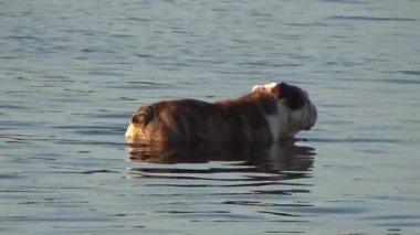 Köpek bel derin suda