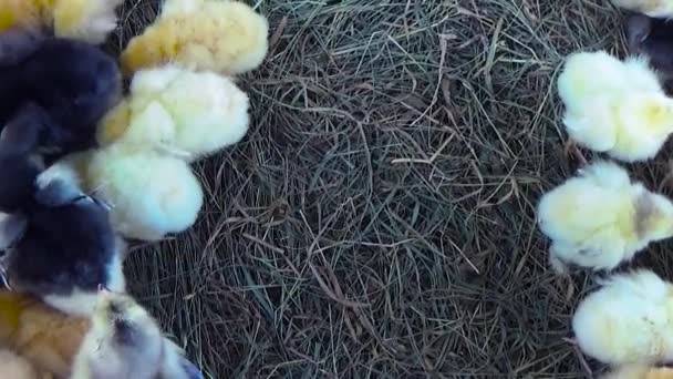 Chickens running around on the hay — Stock Video