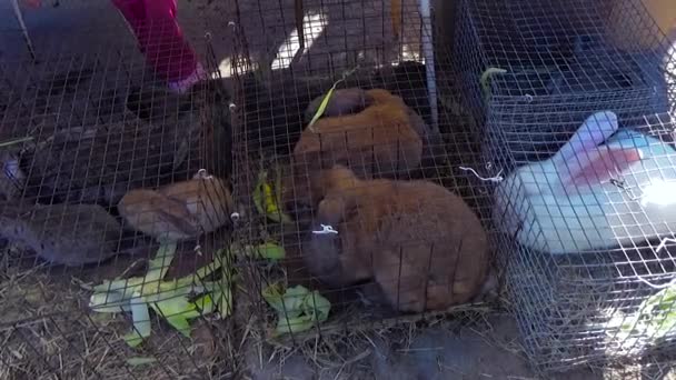 Große und kleine Kaninchen in Käfigen — Stockvideo