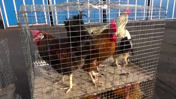 The roosters sit in a cage — Stock Video