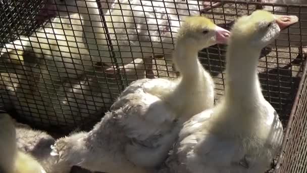 Pienet goslingit häkissä. — kuvapankkivideo