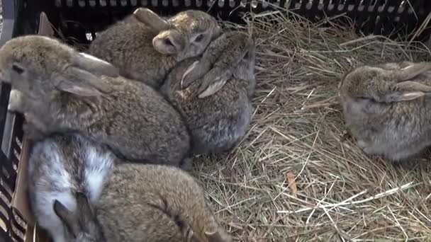 Серые кролики в коробке — стоковое видео