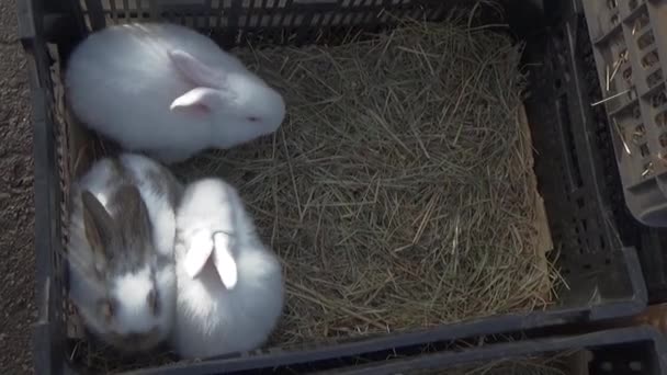 Três coelhos brancos em uma caixa — Vídeo de Stock
