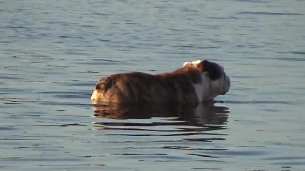 De hond taille diep in het water — Stockvideo