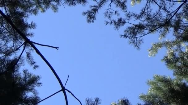 As árvores contra o céu — Vídeo de Stock