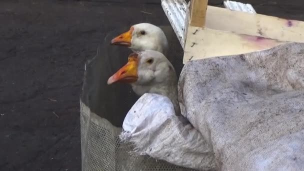 Dos gansos blancos en la pluma — Vídeo de stock