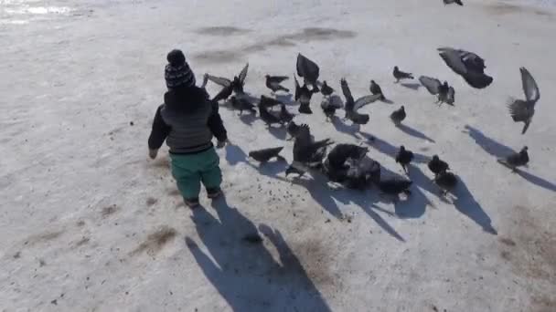 Baby och en flock duvor — Stockvideo