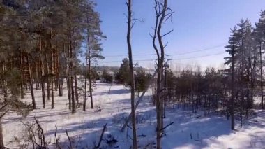 Ormanın kenarında kuru odun