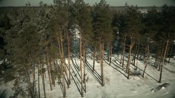 Floresta de coníferas coberta de neve — Vídeo de Stock