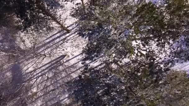 冬の森の上の上昇 — ストック動画