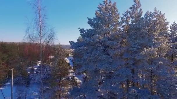 Bosque nevado por el camino — Vídeo de stock