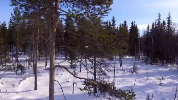 Vliegen rond winter pine — Stockvideo