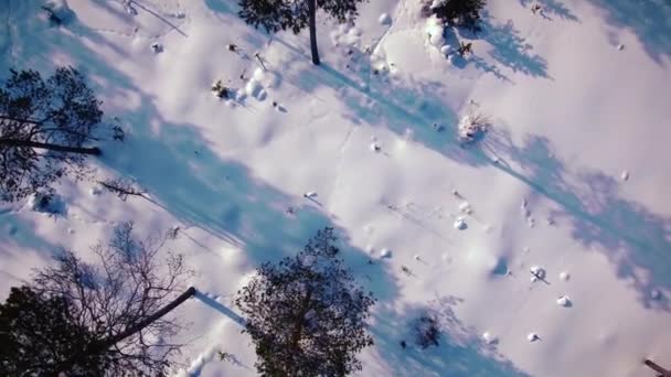 Över träd och snö — Stockvideo