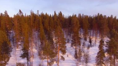 Ormanın üzerinde artış